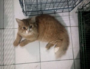 food named hingagyi in myanmar