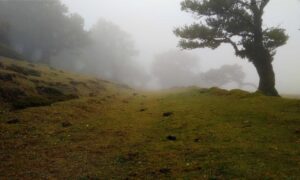 can goinbeens cook at home