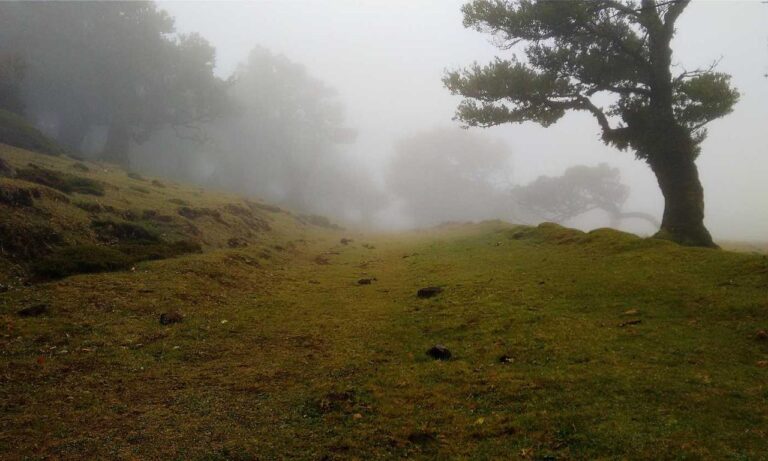 can goinbeens cook at home