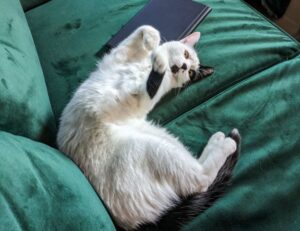 can nillobada cook at home