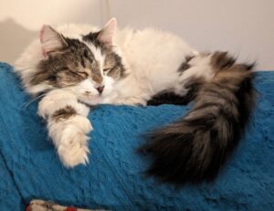 game version lightniteone pc