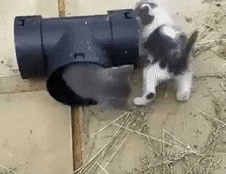 gaming patch chronotriggerpatchv19y32c1