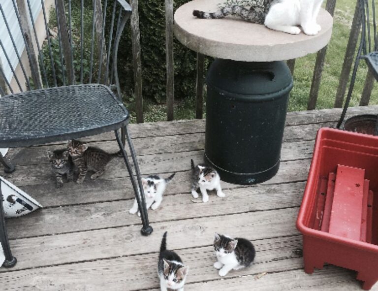 how can gerenaldoposis disease kill you