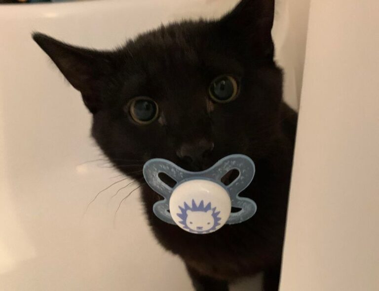 how can i prevent pavatalgia disease