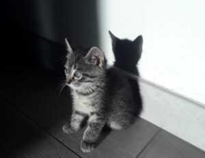 how to download rogrand525 pc games for free