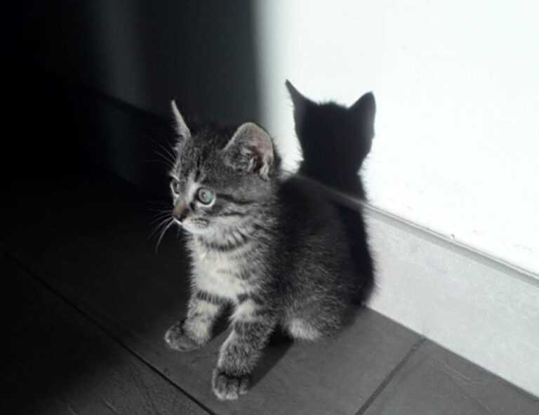 how to download rogrand525 pc games for free