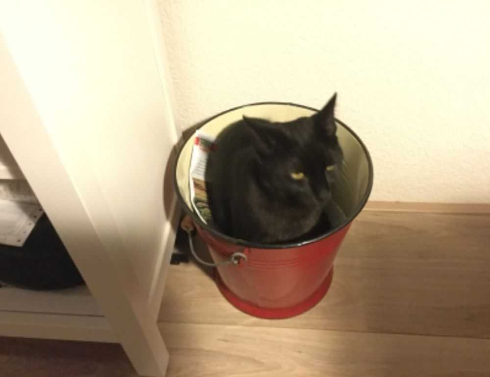 is popguroll popular pc game