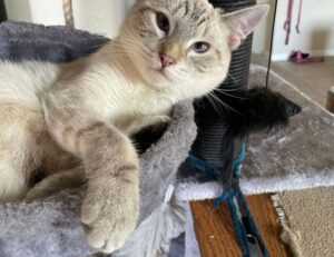 python software issue 0297xud8