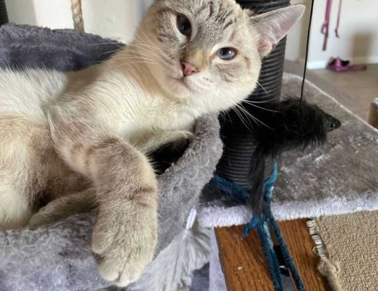 python software issue 0297xud8