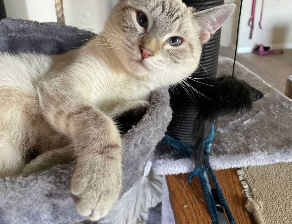 python software issue 0297xud8