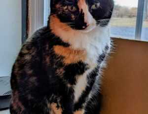 toy whit chemical likzaproz