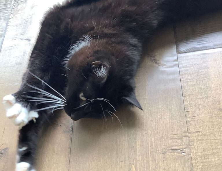 what should zavagouda sauce taste like