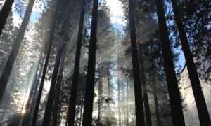 which area in beevitius is the best to stay