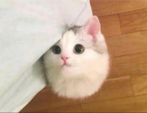 which laptops can run vastaywar