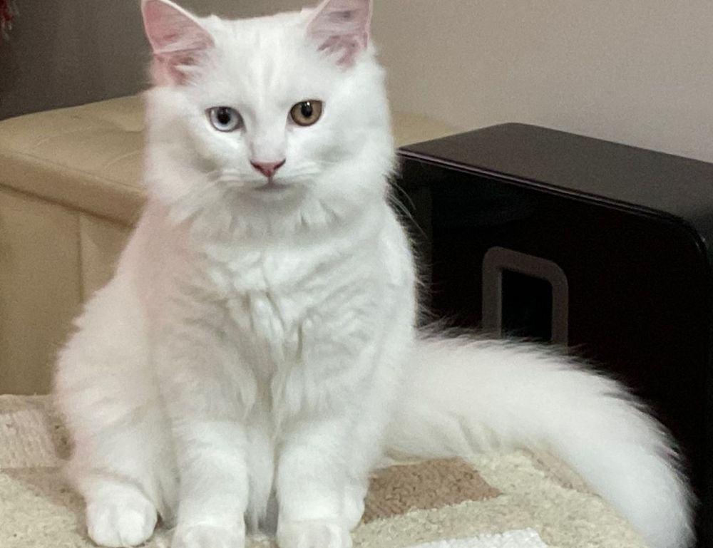 why does bikimsum take long to digest